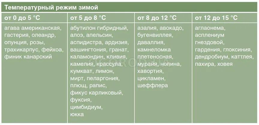 Цветы на улице при какой температуре. Оптимальная температура для комнатных растений. Температурный режим для комнатных растений. Минимальная температура для комнатных цветов. Температурные режимы комнатных цветов.