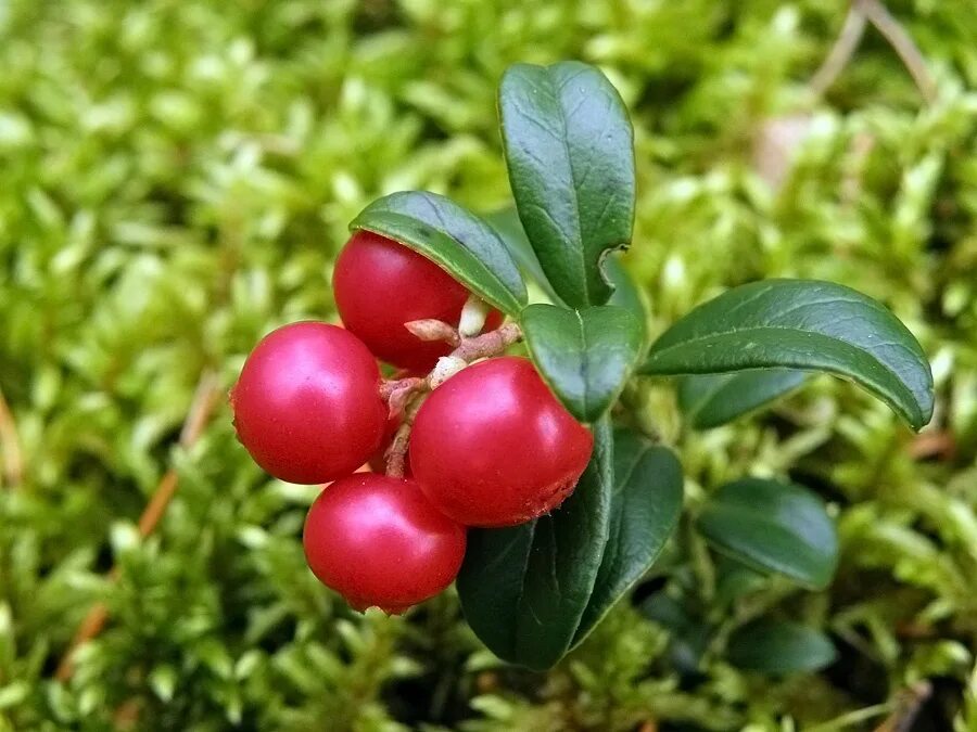 Брусника обыкновенная – vaccinium vitis-idaea. ). Клюква пилигрим (pilgrim). Клюква полукустарник. Брусника файрболлз.
