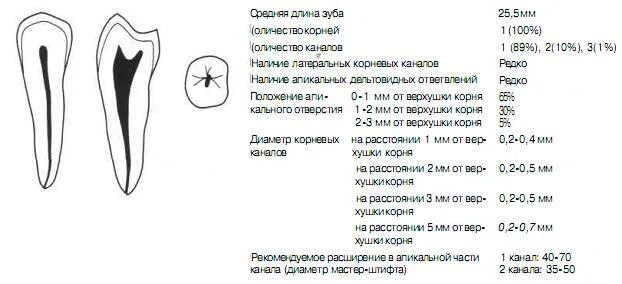 35 Зуб анатомия корневого канала. Зуб 2.7 расположение каналов. Сколько каналов в 44 зубе корневых. 26 Зуб анатомия корневых каналов. Количество каналов 6