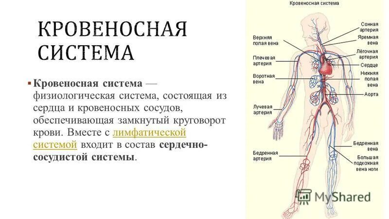 Контрольная работа по теме кровообращения