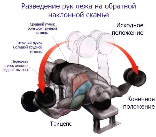 Грудные гантелями дома