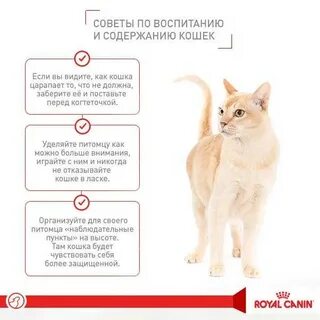 Почему полезны кошки