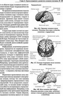 Функции зон полушарий большого мозга