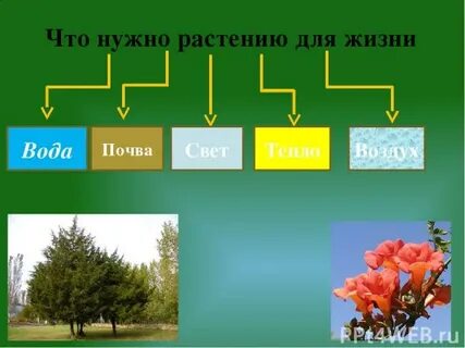 Растениям для жизни необходимо тепло группа растений