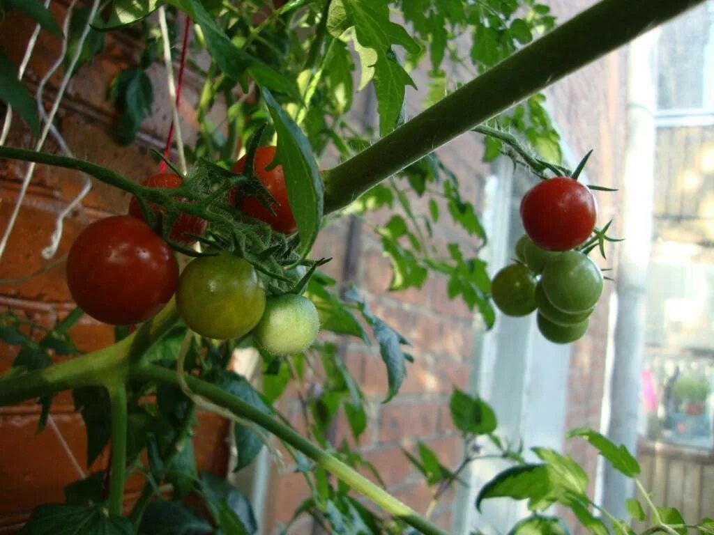 Помидоры для домашнего выращивания. Подоконные помидоры черри. Черри балконное чудо. Томат балконный красный f1. Балконные помидоры черри.