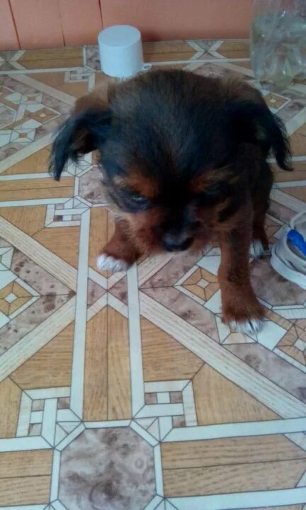 авито йошкар ола собаки. авито йошкар ола собаки. авито йошкар ола собаки. йошкар-ола собака. щенки йошкар ола даром.