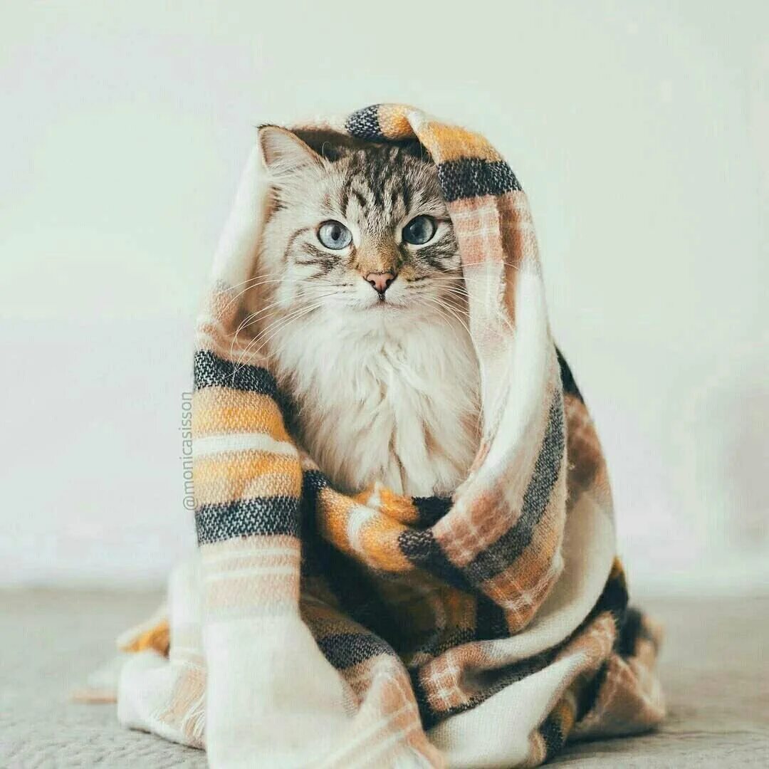 Кот в одеяле. Кот в пледе. плед с кошками. кошка под пледом.