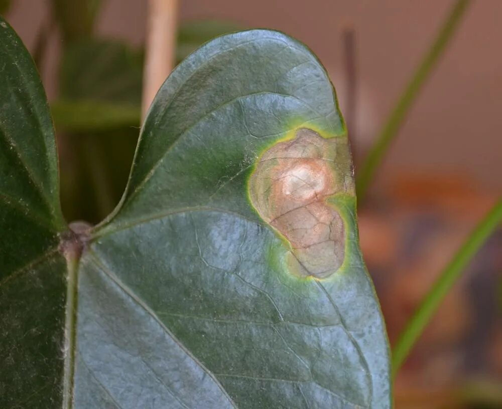 Комнатные растения болезни листьев фото. Бурая пятнистость на спатифиллум. Комнатные растения болезни листьев фото. Септориоз антуриума. Антракноз антуриума.