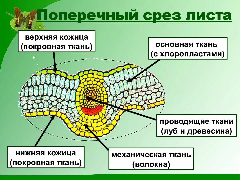 Какой тканью представлены жилки. Ткани растений поперечный срез листа биология 6. Ткани растений поперечный срез листа. Покровная ткань листа камелии. Поперечный срез листа багульника.