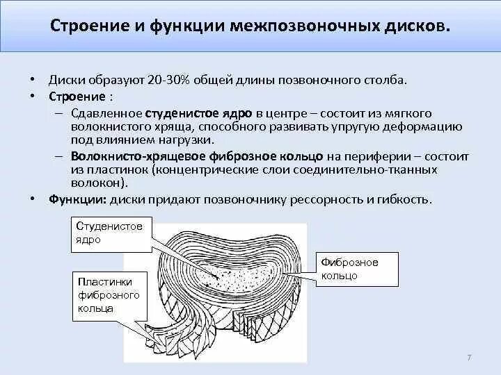 Содержимое межпозвоночного диска. Функции межпозвоночного диска. Межпозвоночный диск строение и функции. Схема строения межпозвонкового диска. Межпозвонковый диск строение функции.