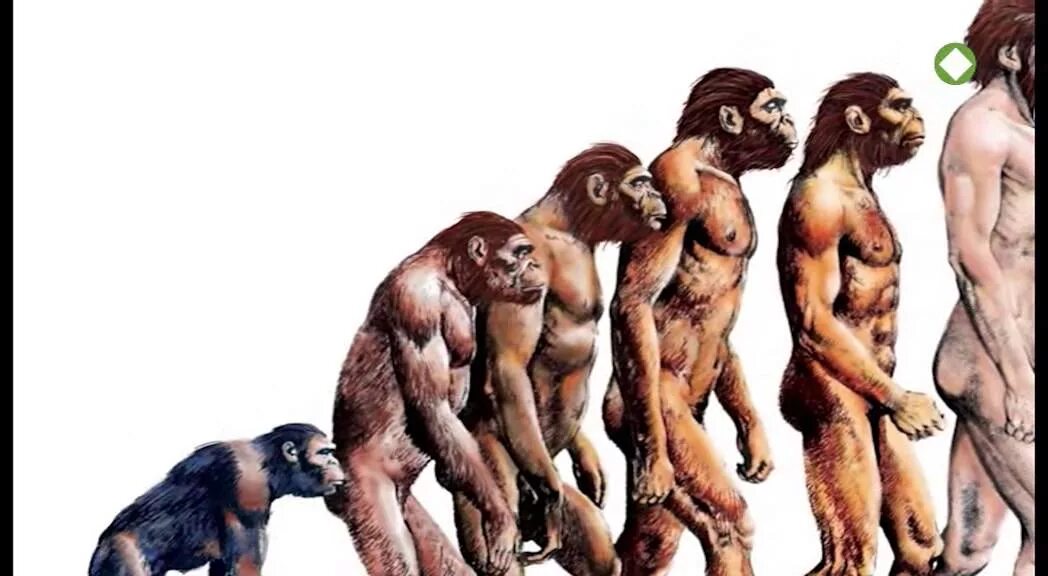 Эволюция человека. Человек превращается в обезьяну. Эволюция современного человека. Эволюция человека от обезьяны. Как появились обезьяны