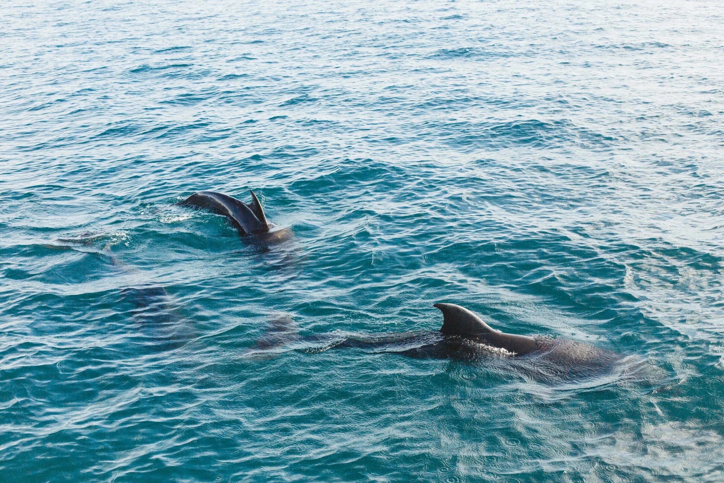 Увидела дельфина в море