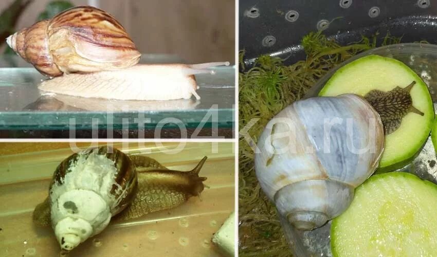 Улитка ахатина белая. Белый налет на раковине у улиток ахатин. Почему улитки белеют. Почему улитки белеют. Слоится раковина у ахатины.