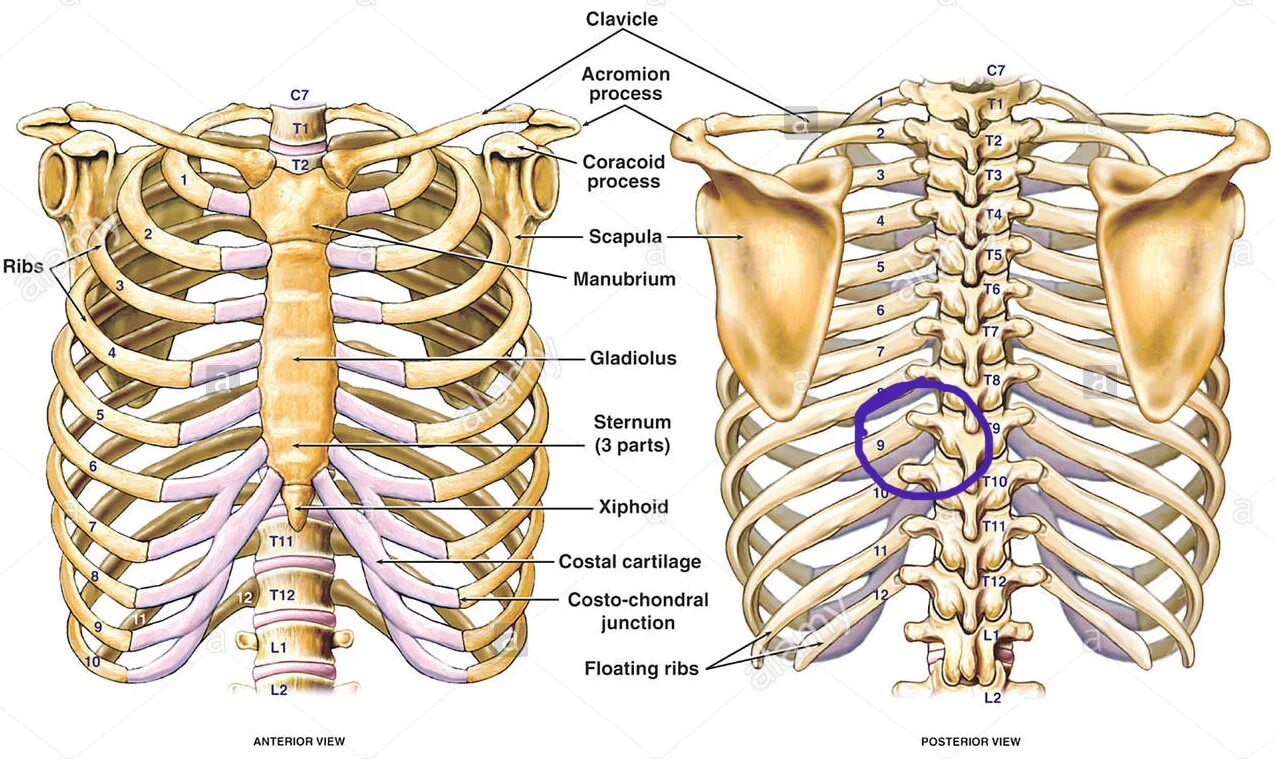 Анатомия ребер грудной клетки. Скелет грудной клетки анатомия. Позвонки грудная клетка человека анатомия. Строение скелета грудины человека. Нижние края ребер