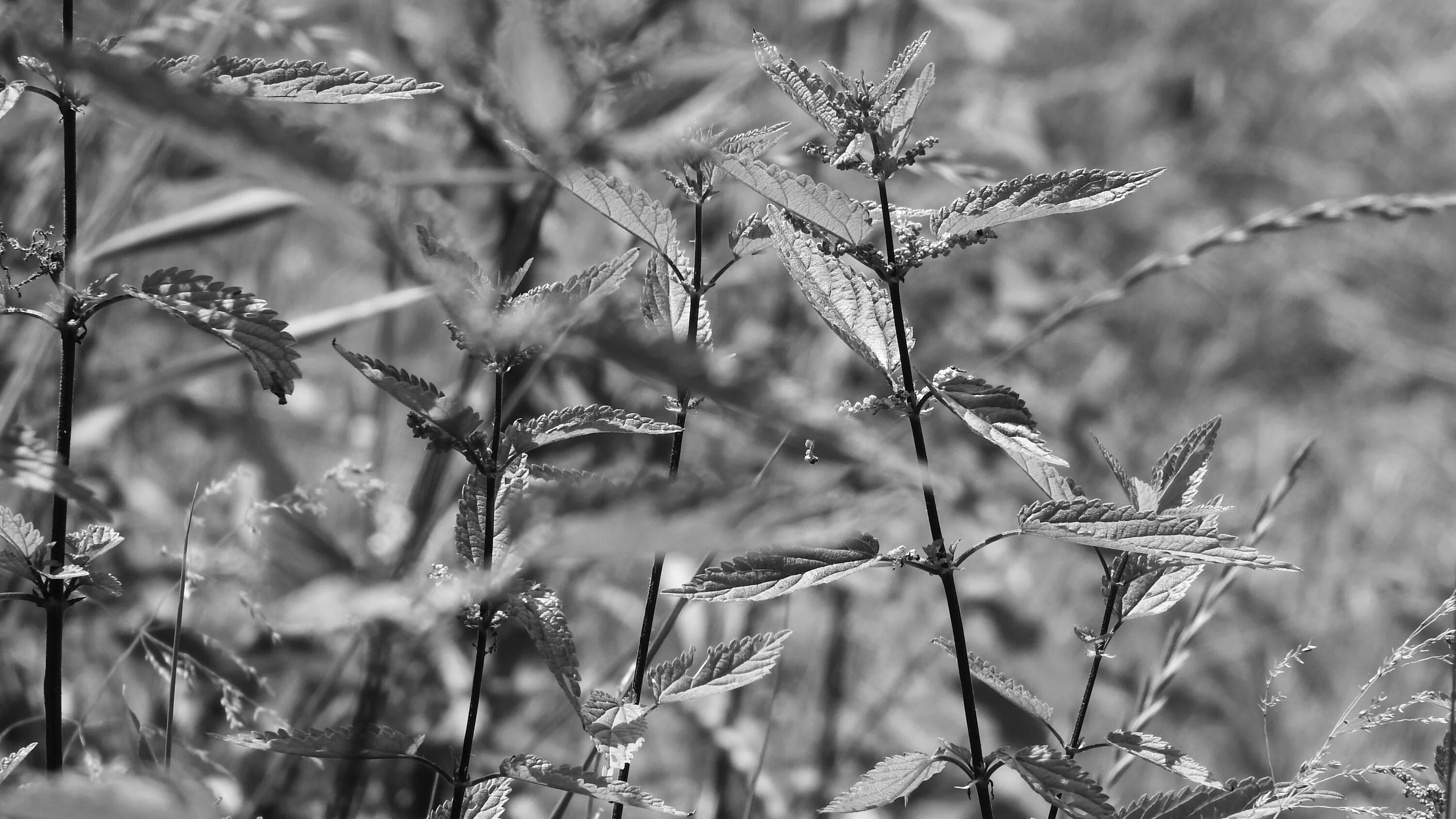 Черная крапива. Крапива двудомная (Urtica dioica). Крапива лист. Крапива чб. Заросли крапивы.