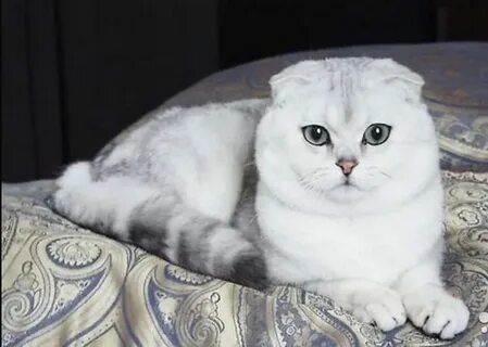 Вислоухая шиншилла кошка