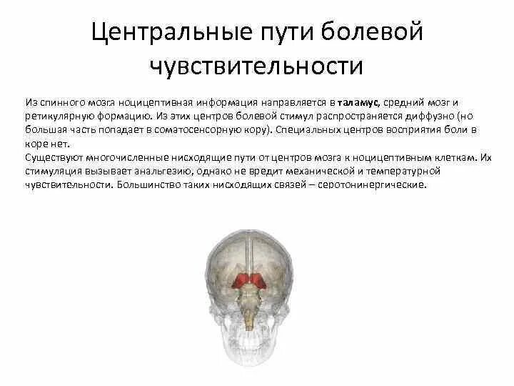 Болевой центр в мозге. Болевые центры в головном мозге. Центральный отдел болевой чувствительности. Таламус высший центр болевой чувствительности. Болевая чувствительность отдел мозга.