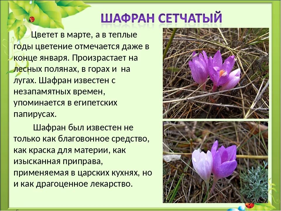 Какие растения встречаются в ставропольском крае. Редкие растения ставропольского края занесенные в красную книгу. красная книга ставропольского края растения. краснокнижные растения ставропольского края. растения ставропольского края занесенные в красную.