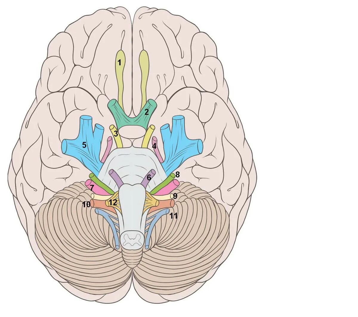 Brain 2 12. Головной мозг 12 пар черепно мозговых нервов. 12 Пар черепно мозговых нервов анатомия. 12 Черепных нервов анатомия. 12 Пар черепных нервов рисунок.