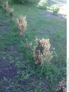 Самшит после зимы пожелтел что надо делать