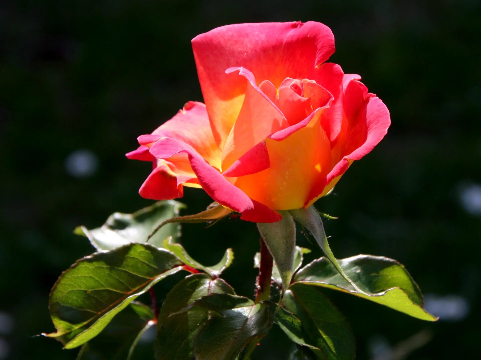 Лучшие розы земли. Цветы розы. Розы фото. Солнечные розы.
