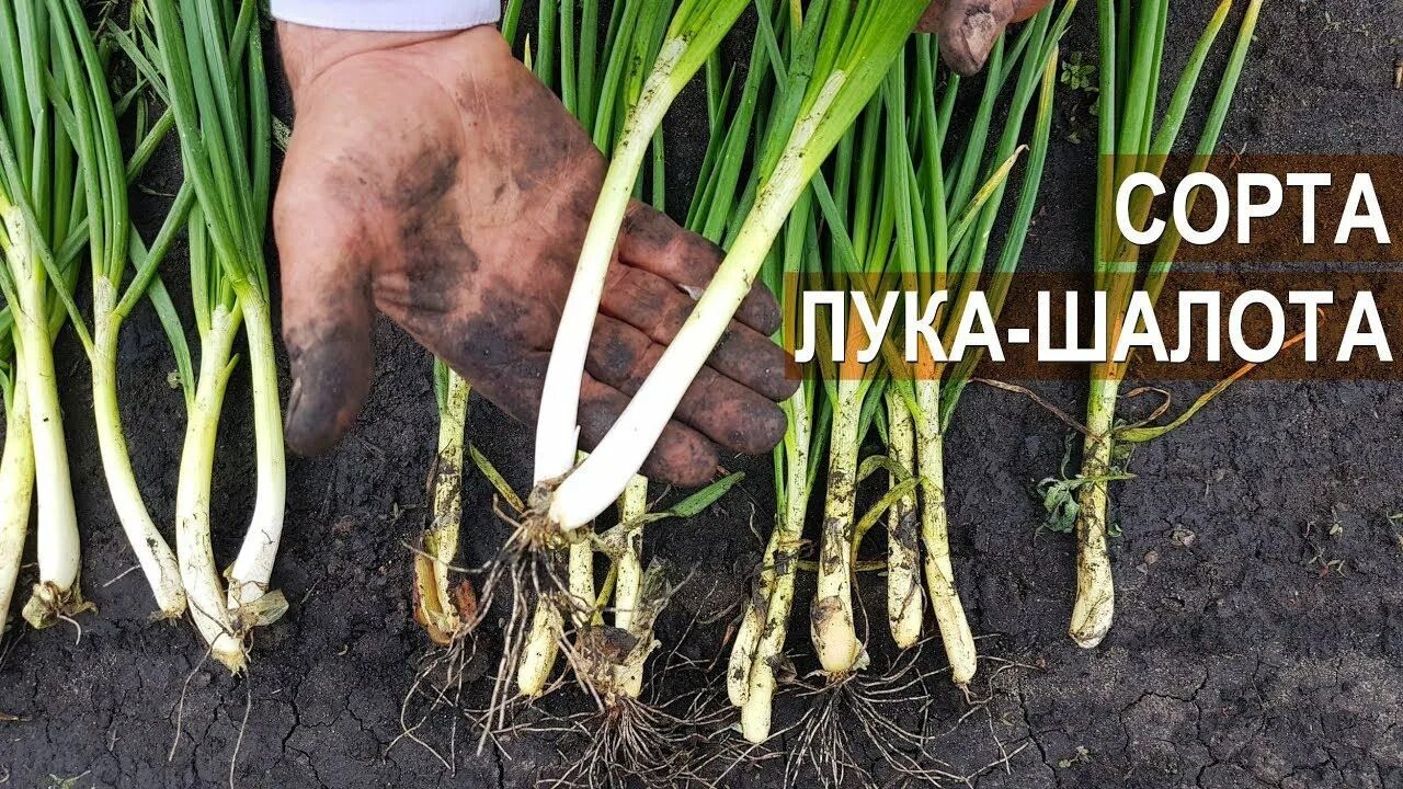 Лук шалот семейный. Лук шалот березовский. Лук шалот семейный березовский аристократ. Лук шалот березовский. Лук шалот аристократ.