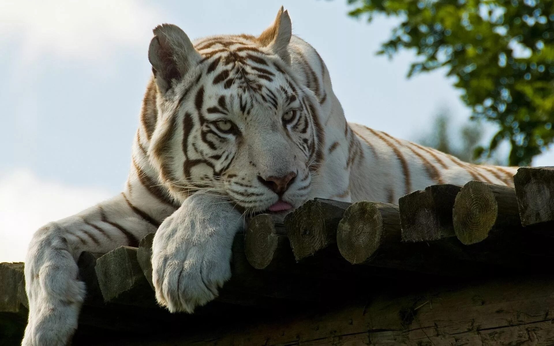 Обои на стол тигр. Уссурийский тигр белый. Уссурийский тигр альбинос. Бенгальский тигр альбинос. Белый тигр альбинос.