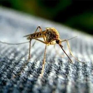 видео, поделиться, телефон с камерой, телефон с видео, бесплатно, загрузить...