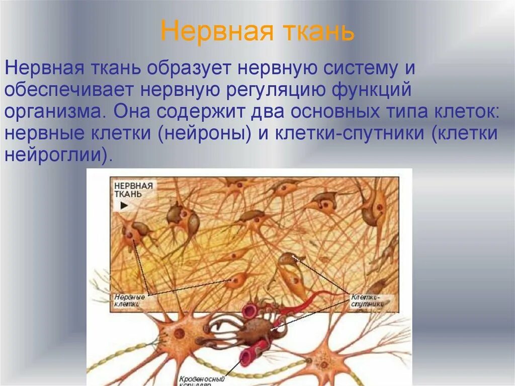 Нервная ткань состоит из собственно нервных. Нервная ткань биология 8. Биология 8 класс нервная ткань типы. Нервная ткань Нейроны и нейроглия рисунок. Строение нервной ткани в биологии.