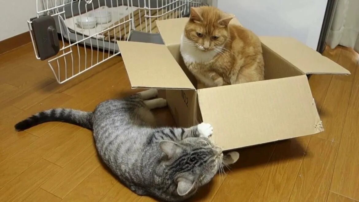 Кот любящий коробки. Кот в коробке. коробка для кошки. кошачьи в коробках. кошка лежит в коробке.