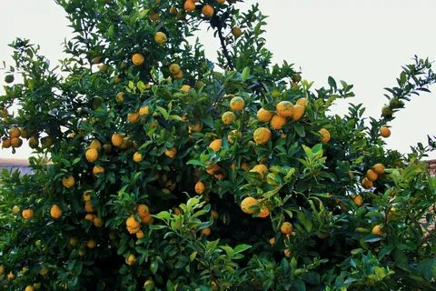 Bore fruit