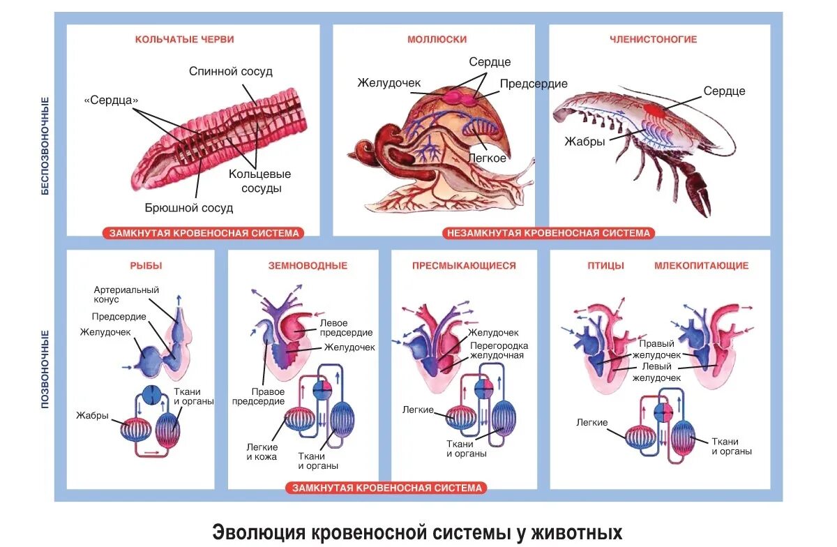 Схема эволюции кровеносной системы хордовых. Эволюция систем органов животных пищеварительная система. Эволюция кровеносной системы у беспозвоночных животных. Эволюция кровеносной системы хордовых животных. Класс рыбы круги кровообращения