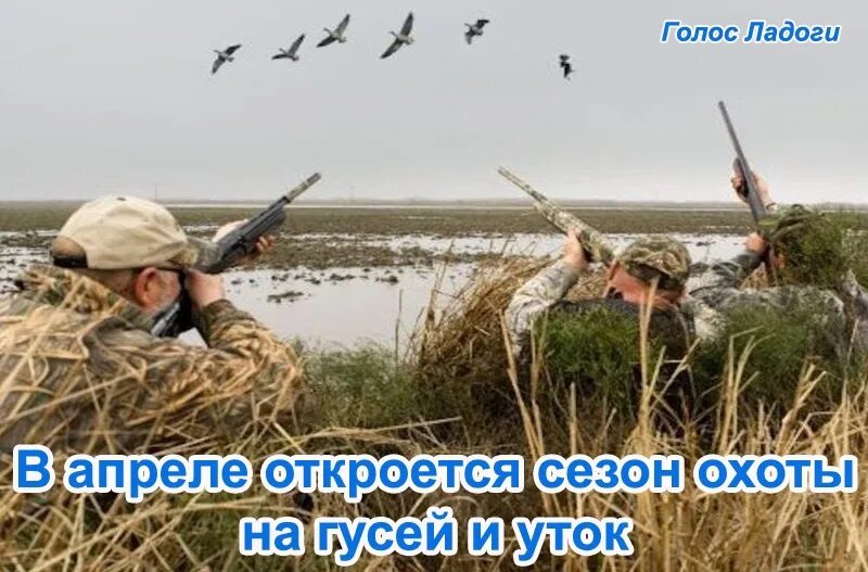 Какого числа откроют охоту. Какого числа откроют охоту