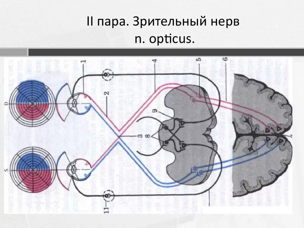 Зрительный нерв (II пара). Зрительный нерв пара черепных нервов. Зрительный нерв – n. Opticus (II пара) схема. Черепно мозговые нервы зрительный нерв. Два зрительных нерва