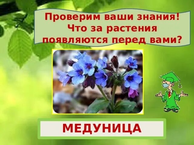 Тест весеннее пробуждение растений 2 класс. Весеннее Пробуждение растений Медуница. Весеннее Пробуждение растений презентация. Весеннее Пробуждение растений 2 класс. Весеннее Пробуждение растений 2 класс перспектива.