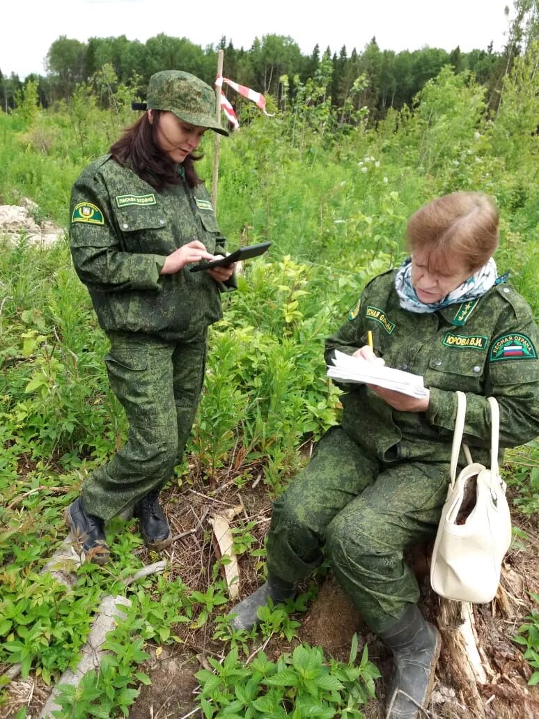 Инвентаризация лесных культур. Техническая приемка лесных культур. Приемка леса. Интавиризацыя лесных культур.