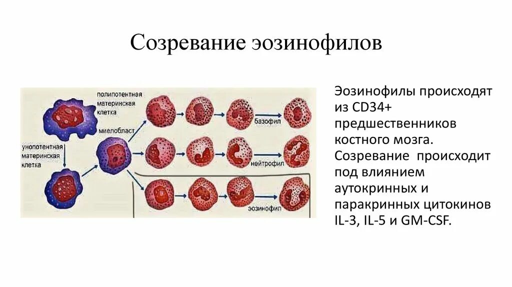 Зрелость клеток. Эозинофилы функции иммунология. Эозинофилы рецепторы иммунология. Этапы созревания эозинофилов. Схема развития эозинофила.