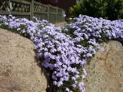 Флокс emerald cushion blue