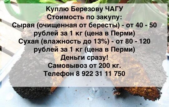 Пункт приема чаги. Чага сдать. Сколько стоит 1 килограмм чаги. Куда сдавать чагу. Чага березовая сертификаты.