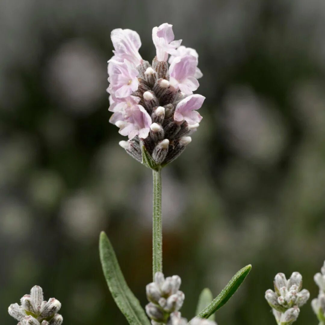 'silver mist' лаванда. Лаванда снежный колос узколистная. Лаванда узколистная элеганс сноу. Лаванда сильвер мист. Снежная лаванда.