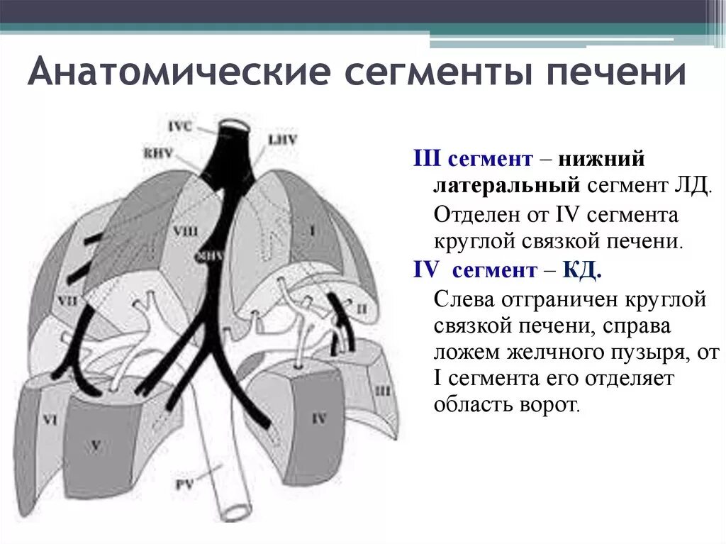 Сегменты печени