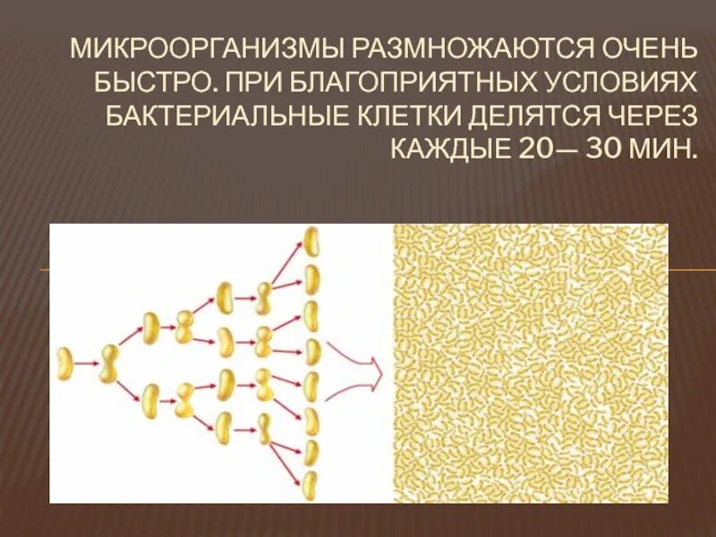 Размножение бактерий в молоке. Размножение бактерий в молоке