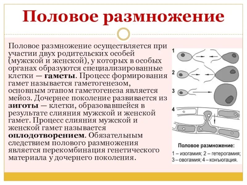 Биология как размножаются. Половое размножение. Тема половое размножение. Процесс половое размножение животных. Определение процесса полового размножения.