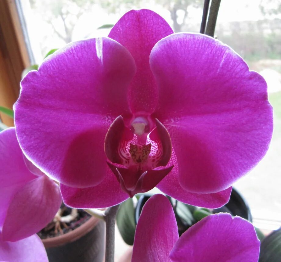 Орхидея фото и описание. Фаленопсис Кардинал. Орхидея Phalaenopsis Hollywood. Фаленопсис джойрайд. Фаленопсис kension.