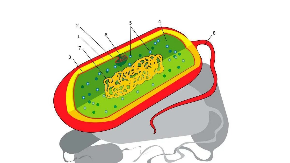 Строение бактериальной клетки прокариот. Строение бактериальной клетки. Строение клеточной стенки бактерий. Строение прокариотической клетки рисунок. Строение клетки бактерии 7 класс