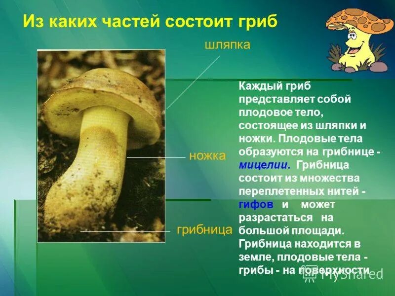 Тело гриба состоит из ответ. Из чего состоит гриб. Части плодового тела гриба. Плодовое тело гриба образовано. Из чего состоит тело гриба.