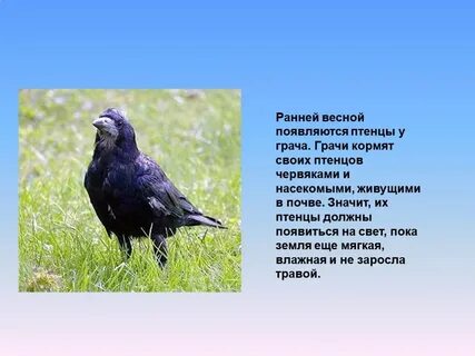Птицы 9 класс