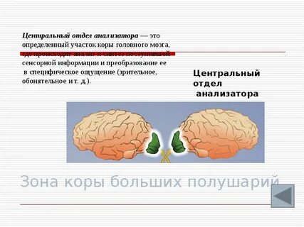 Анализаторы коры