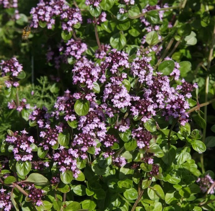 Чабрец какое. Тимьян обыкновенный Thymus vulgaris. Тимьян, чабрец (Thymus). Тимьян (чабрец) обыкновенный (Thymus vulgaris). Чабрец обыкновенный (Thymus serpyllum l.).