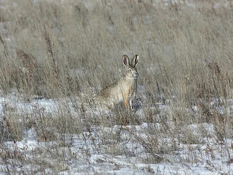 Охота в забайкальском. Охота на марала и изюбря. Изюбря охота на изюбря в забайкалье. Охота в забайкальском. Охота и рыбалка забайкальского края.